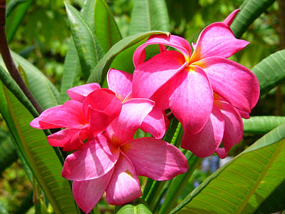 Schne Blumen in Waikkal