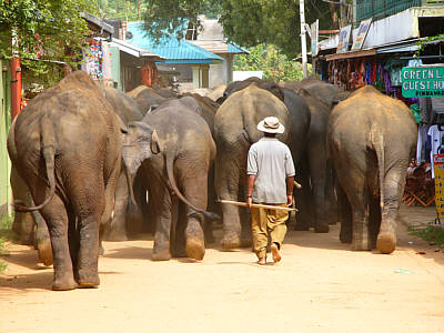 Die Elefanten marschieren zum Fluss
