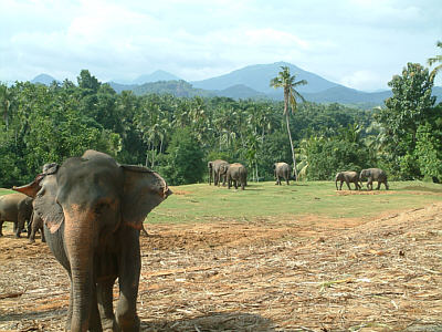Freigelnde des Pinnalwela Elephant Orphanage