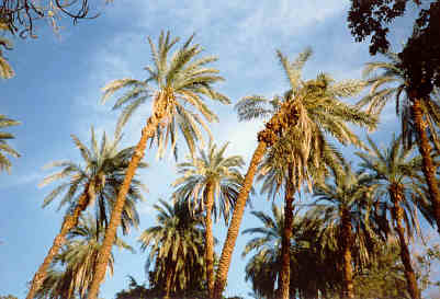 Palmen im Botanischen Garten auf der Kitchener-Insel