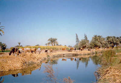 Ein Kanal bei Tuna el-Gebel