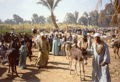 Viehmarkt etwas außerhalb von Luxor