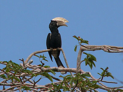Ein Silberwangen-Hornvogel (Diani Beach, Mombasa)