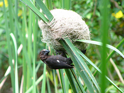 Ein Webervogel beim Bau seines kunstvoll geflochtenen Nestes