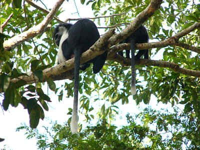 Zwei Colobus-Affen