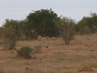 Zwei im Schatten eines Busches ruhende Lwinnen im Tsavo East Nationalpark