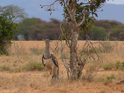 Eine Riesentrappe im Tsavo East Nationalpark