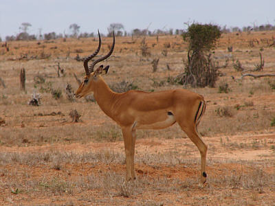 Eine mnnliche Impala oder Schwarzfersenantilope im Tsavo East Nationalpark