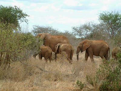 Eine Familiengruppe von Elefanten im Tsavo East Nationalpark