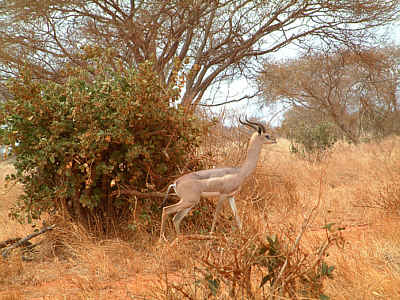 Ein mnnliches Gerenuk, auch Giraffengazelle genannt, im Tsavo East Nationalpark
