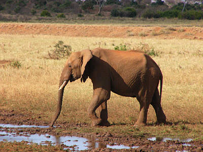 Ein Elefant auf dem Weg zum Wasserloch der Voi Wildlife Lodge