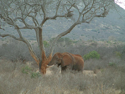 Ein Elefantenbulle im Tsavo East Nationalpark