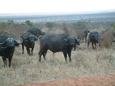 Eine Herde afrikanischer Bffel im Tsavo East Nationalpark