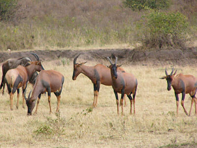 Topis oder Leierantilopen im Masai Mara National Reserve