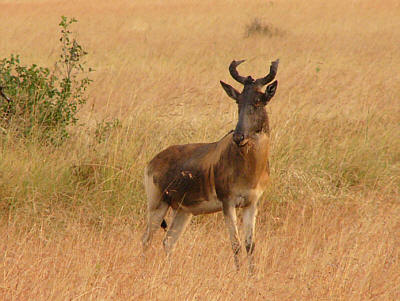 Eine Kuhantilope im Masai Mara National Reserve