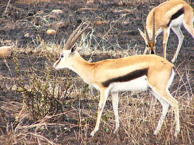 Thomsongazellen im Masai Mara National Reserve