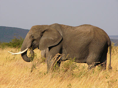 Elefanten im Masai Mara National Reserve