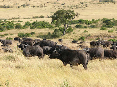 Eine Bffelherde im Masai Mara National Reserve