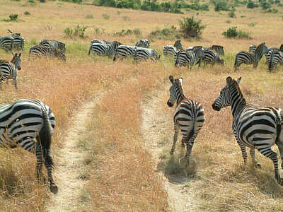 Mitten durch eine Herde von Steppenzebras (Masai Mara National Reserve)