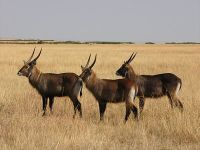 Drei mnnliche Defassa-Wasserbcke im Masai Mara National Reserve
