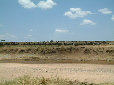 Eine auf der anderen Seite des Sand River auf die Flussberquerung wartende Gnuherde (Masai Mara National Reserve)