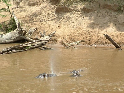 Flusspferde im Mara River - etwa in der Bildmitte direkt am Ufer liegt ein Nilkrokodil (Masai Mara National Reserve)