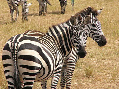 Zebras im Masai Mara National Reserve