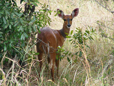 Eine weibliche Schirrantilope, auch Buschbock oder Maasai-Gazelle genannt (Masai Mara National Reserve)