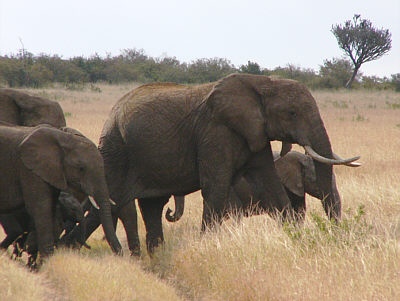 Die Spitze einer ganz nahe an uns vorbeischreitenden Elefantenfamilie (Masai Mara National Reserve)