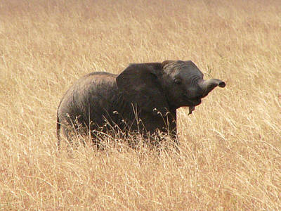 Ein Elefantenbaby ganz alleine in der Savanne - doch seine Familie war nicht weit entfernt (Masai Mara National Reserve)