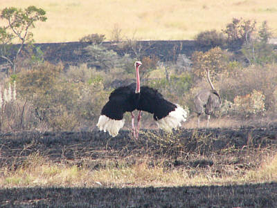 Ein Massai-Straußenhahn 'tanzt' fr eine rechts im Hintergrund stehende Henne (Masai Mara National Reserve)