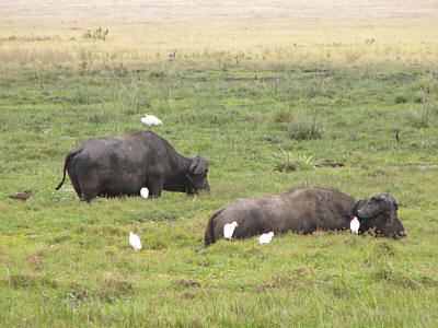 Kaffernbffel, Mittelreiher und ein Hammerkopf (ganz links im Bild) im Amboseli Nationalpark