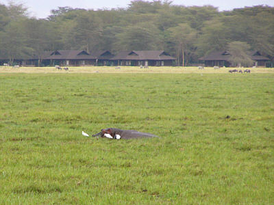 Ein Flusspferd in einem Sumpf von Amboseli; im Hintergrund die Gebude der Ol' Tukai Lodge