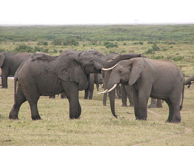 Elefanten im Amboseli Nationalpark