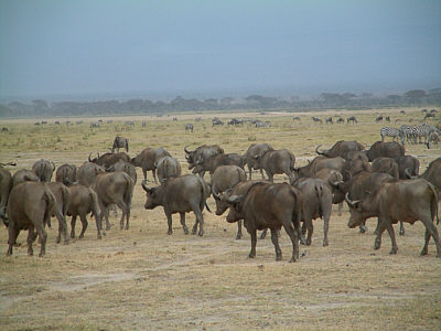 Eine Bffelherde im Amboseli Nationalpark