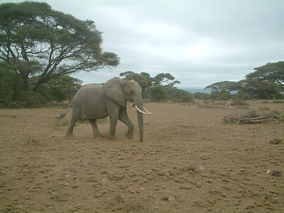Majesttisch dahinschreitender Elefantenbulle im Amboseli Nationalpark