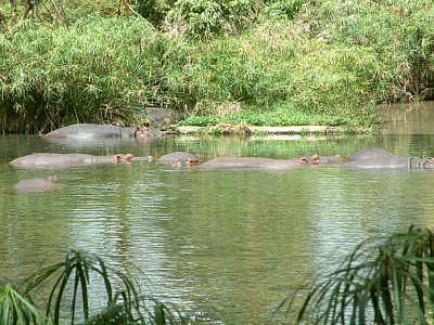 Flusspferde im oberen Quellsee der Mzima Springs (Tsavo West Nationalpark)