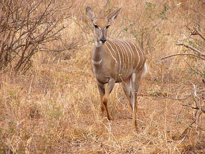 Kleiner Kudu (Weibchen) im Tsavo West Nationalpark