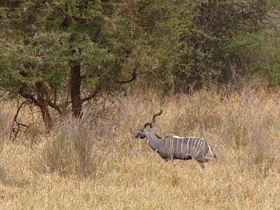 Kleiner Kudu (Mnnchen) im Tsavo West Nationalpark