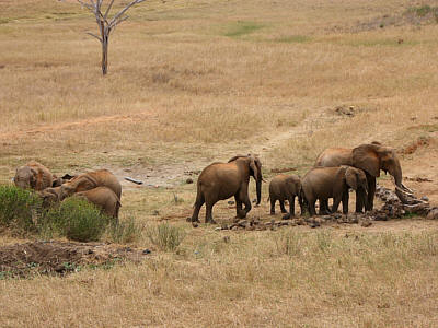 Elefanten an der Ngulia Safari Lodge im Tsavo West Nationalpark