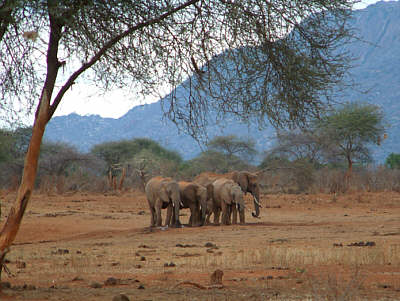 Rot gepuderte Elefantengruppe im Tsavo West Nationalpark