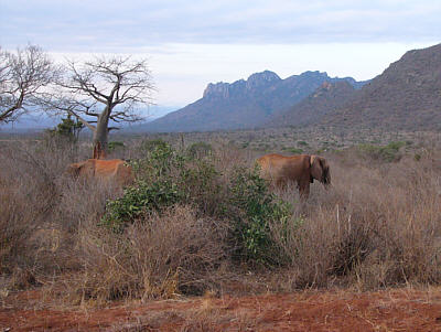Rot gepuderte Elefanten in der großartigen Landschaft von Tsavo West