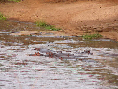 Flusspferde im Tsavo River (Tsavo West Nationalpark)