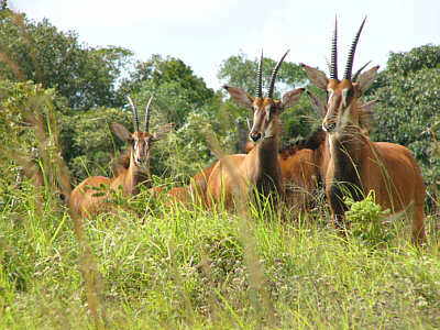 Rappenantilopen (Weibchen) im Shimba Hills National Reserve