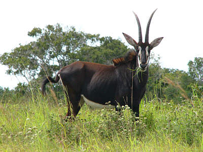 Rappenantilope (Mnnchen) im Shimba Hills National Reserve
