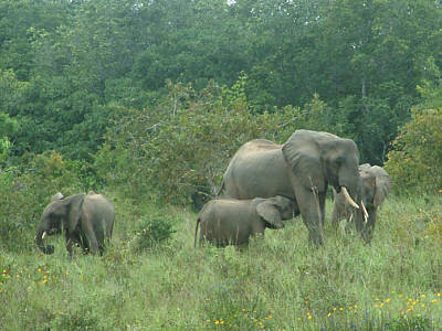 Elefanten im Shimba Hills National Reserve