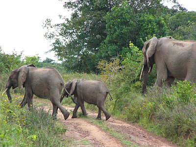 Elefanten im Shimba Hills National Reserve