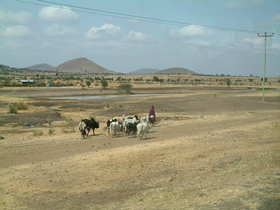Hirten mit einer Kuhherde in den Aidai Plains