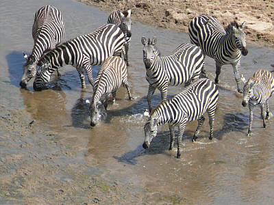 Zebras am Tarangire River, Tarangire Nationalpark