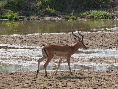 Impala-Bock am Tarangire River, Tarangire Nationalpark